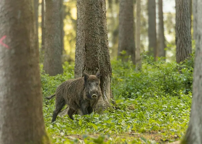 Апартаменты Heimelig L